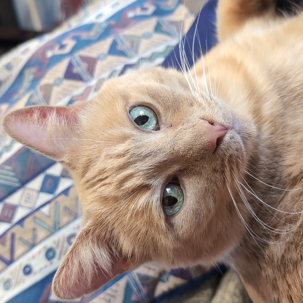 Meet your Posher, Bea